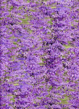 Lavendel