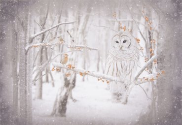 Panel 75 x 110 cm, Eule und Vögel auf Ast im Winter