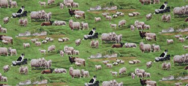 Bilderstoff, Schafe auf dem Land