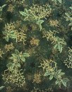 Grüner Ilex mit Gold auf Dunkelgrün